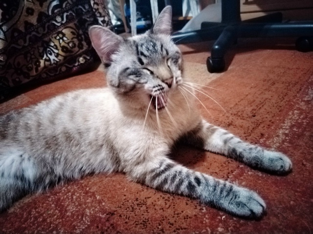 Кот Арбуз 🐈🍉