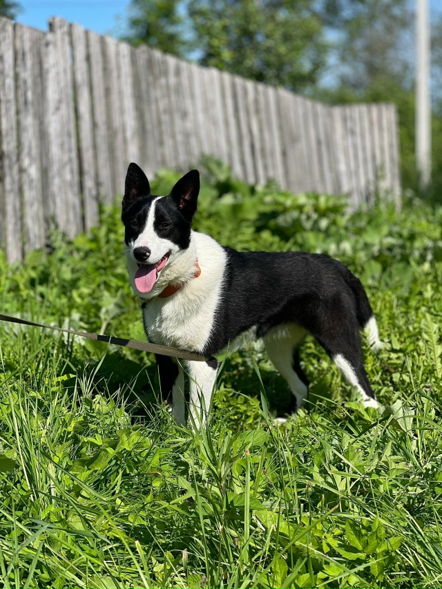 А что такое счастье для собаки?
Не миска корма и вкусня...