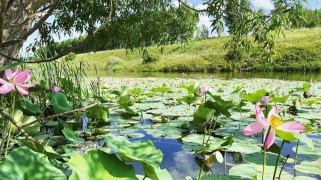 Лотос в Семилуках 🥰