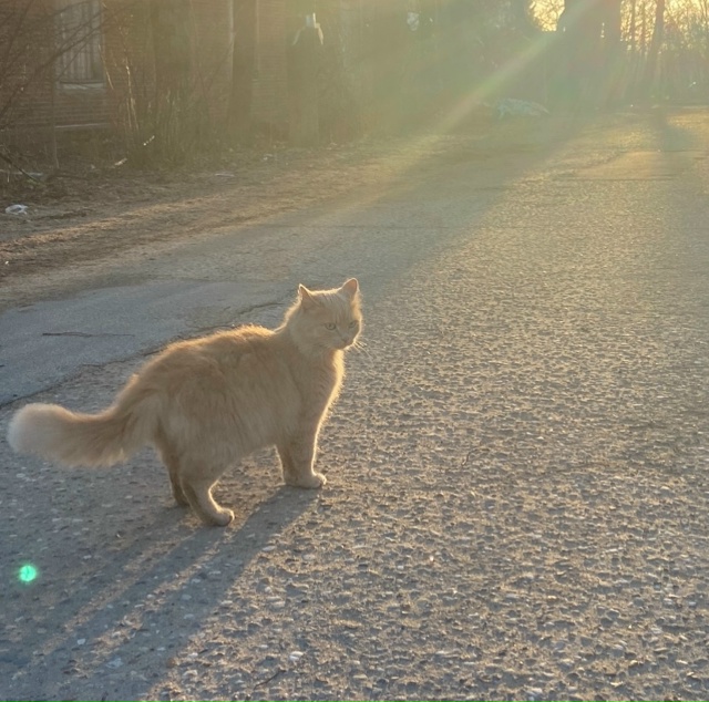 Пропал кот.В районе пожарного пруда.Был в красном ошей?...