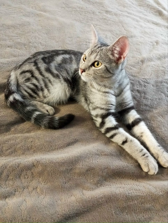 Прибились котята (мальчик и девочка), может кто-то ищет....