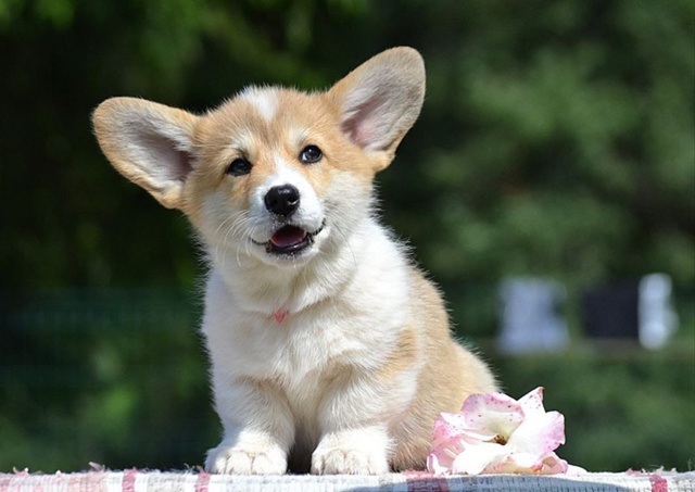 Продаются щенки породы Вельшкорги Пемброк девочки.Ро?...