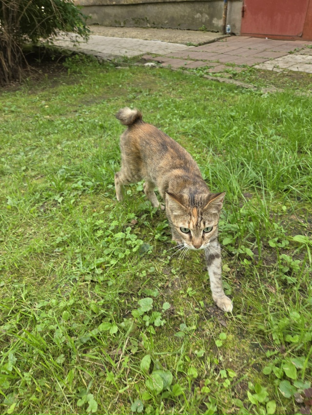 Срочно нужна любящая семья!
Найдена молодая кошечка (п...
