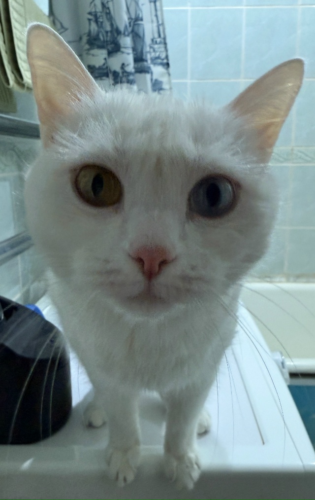 Идем принимать бляцкие (е)банные процедуры
#КошкаСвет?...