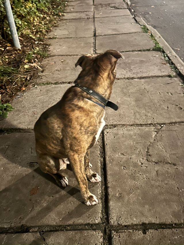 Чей кобель ? Бегает видно, что потерялся.
Очень ласковы...