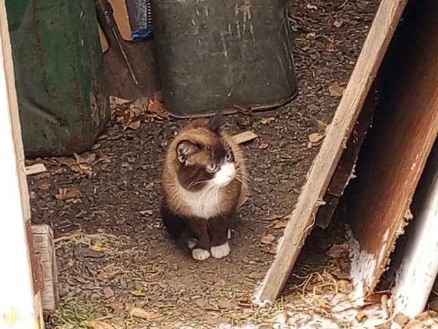 Прибился котик, красавчик, может чей-то потеряшка или ?...