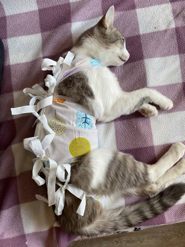 🐈🦮🐕 Вот и закончились очередные два дня льготной ?...