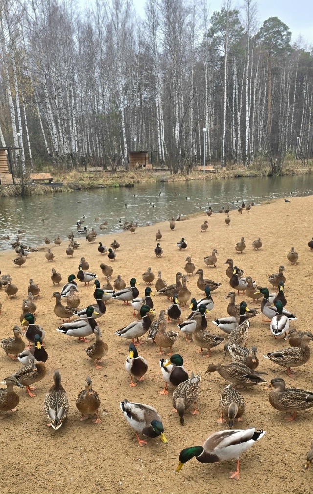 Уточки на пруду в Балатовском парке. Фото Love Yawa