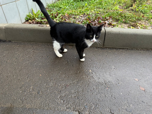 Добры день , у больницы бегает котик , очень ласковый , д...