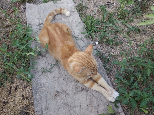 Посмотрите на этого кота, пожалуйста, может быть, его к?...