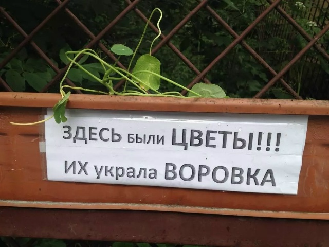 Пожалуйста не воруйте цветы ваша мама вас этому не учи?...