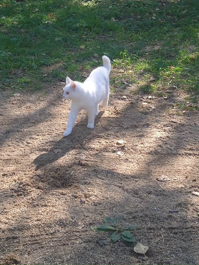 Пропала кошечка в районе деревни Высокого белого цвет?...