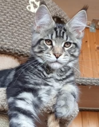 Пропал кот по кличке Котя, мейнкун молодой 1 год, в райо?...
