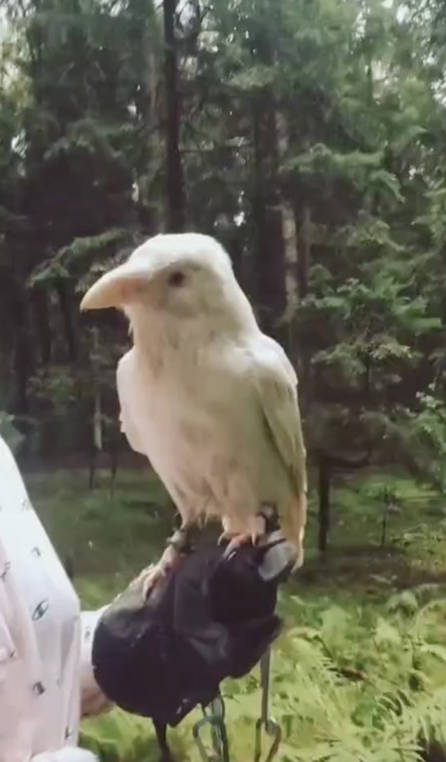 Белая ворона по имени Коксик обладает редким лейцизмо?...