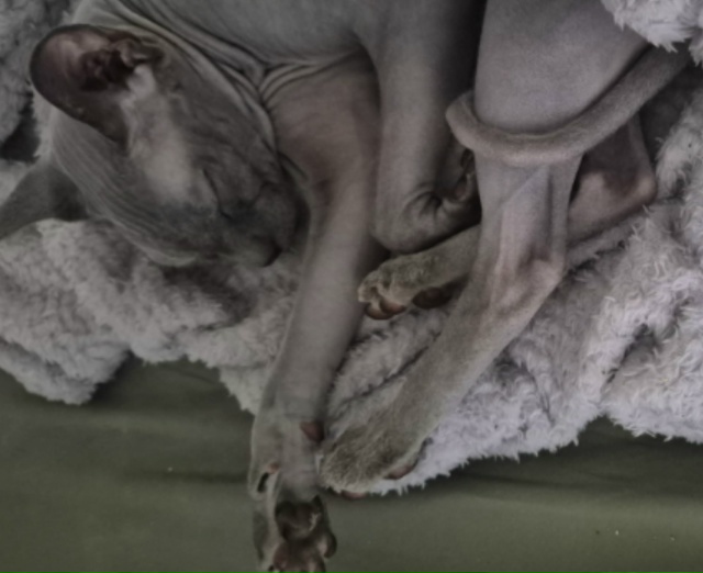 Мой большой Абю. Любит забуриваться в пледик.