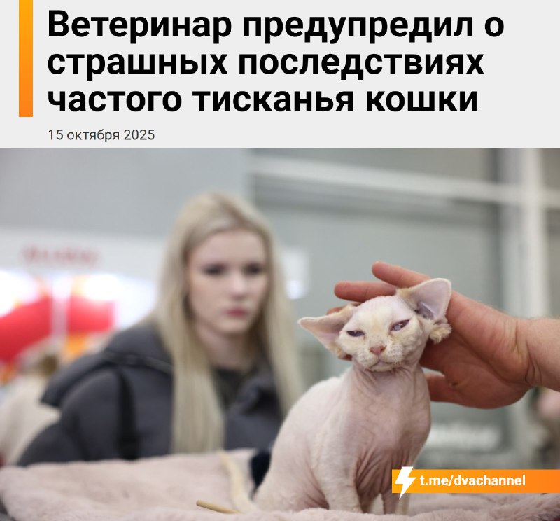 ‼️Чрезмерные объятия могут убить вашу кошку, предупредили ветеринары
Частые тисканья вызывают у жив