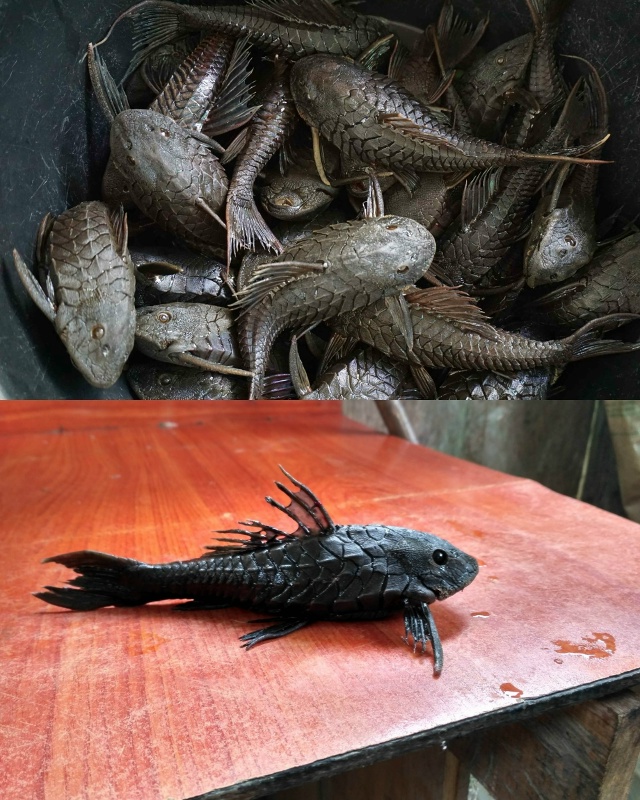 Это амазонские рыбы Pseudorinelepis genibarbis, которых перуанцы н?...