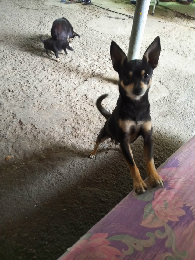 Отдам щенка сучка мама и папа на фото