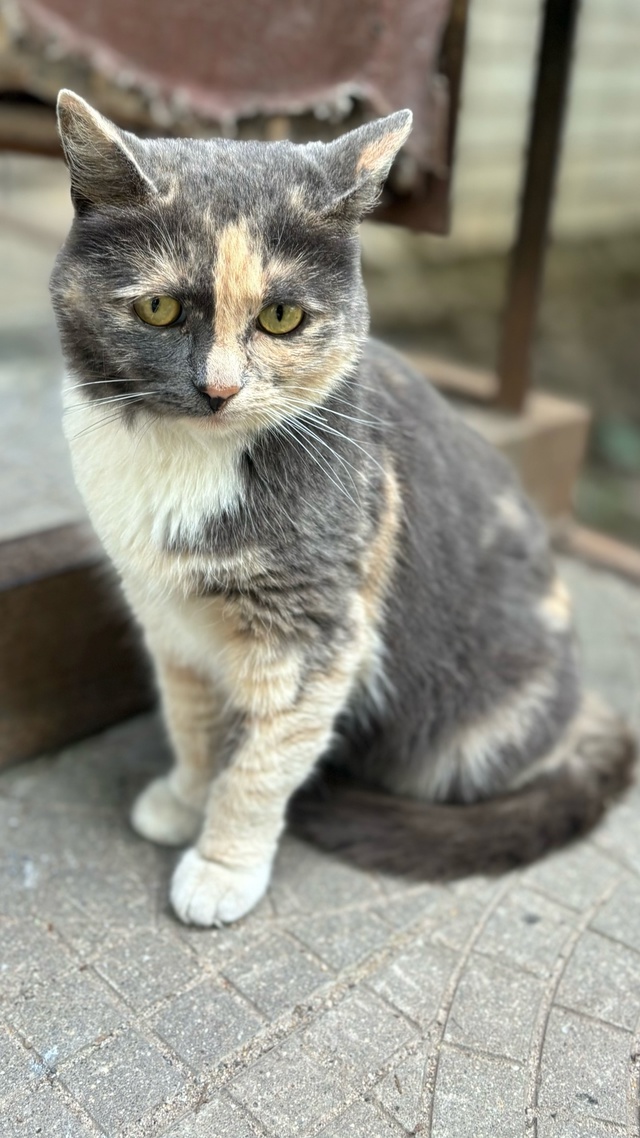 ‼️‼️🐈Вот такая милашка сидит уже очень давно мкр.Ша...