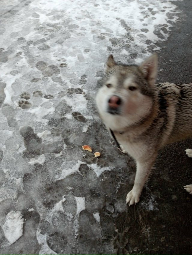 Молодой пёс. Пришёл из тайги. Добрый, ласковый. Возмите ...