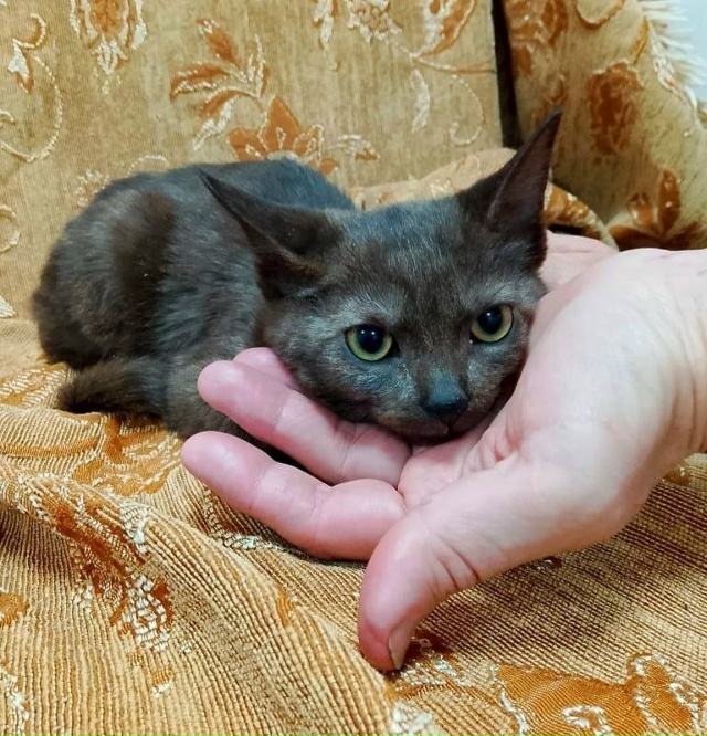 Коты в добрые руки
89308413854