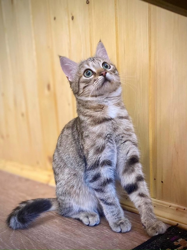 Ушастая девчонка с очень выразительными глазами ищет ?...