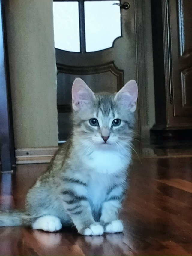 Санкт Петербург и ЛО! Мальчишка Тай ищет дом и своего х?...