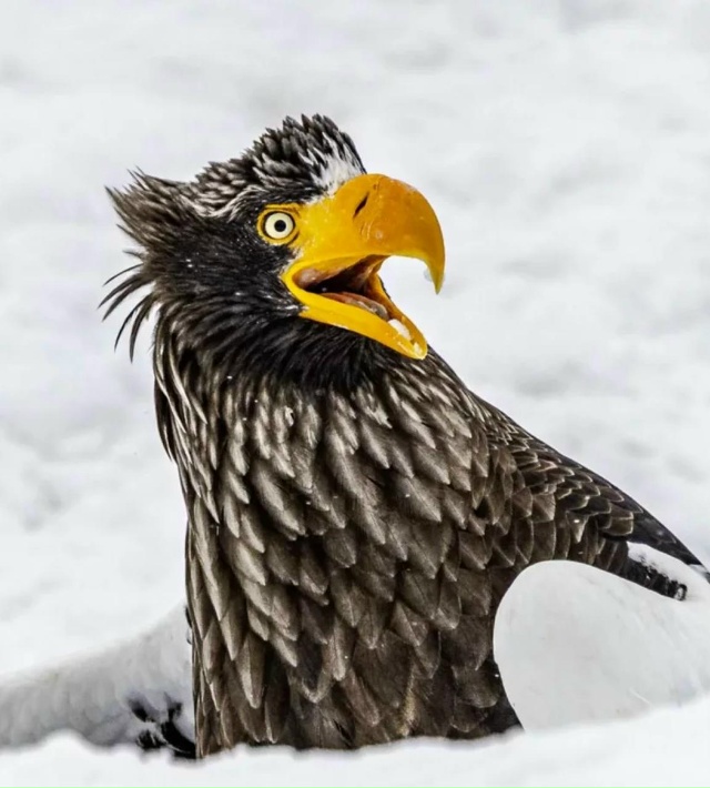 Показали финалистов фотоконкурса Nikon Comedy Wildlife Awards 2025 —...