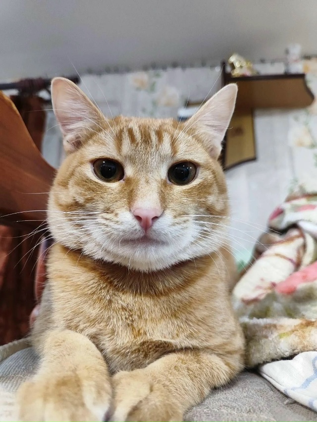 Пропал кот 28.10 на улице моховой 9, города Коврова зовут ?...