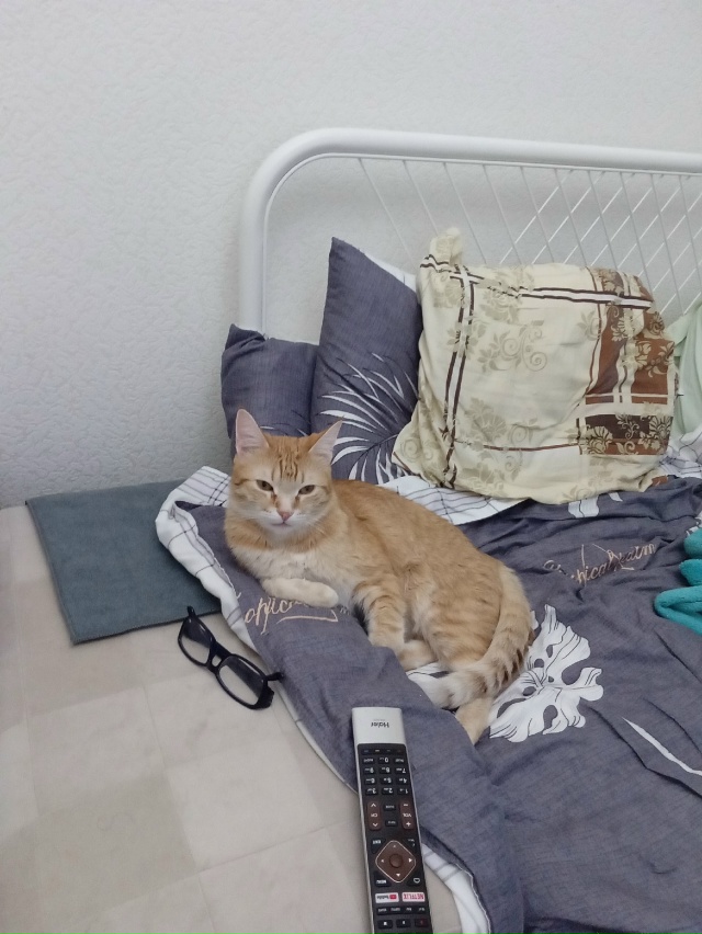 Птичка улетела! 🌝А теперь сдесь лежу 🐈я! Все! 🐱🐱🐱