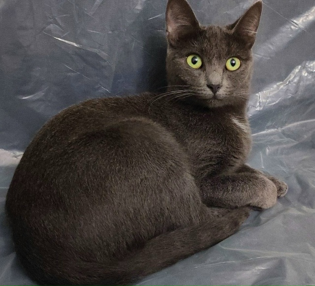 ПРОПАЛА КОШКА
Наша кошка Сэра выпрыгнул а в окно и убеж...