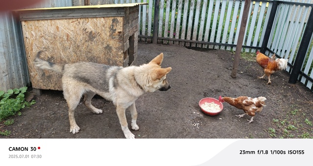 Отдам в добрые руки бесплатно, овчарка щенок 10 месяцев,...