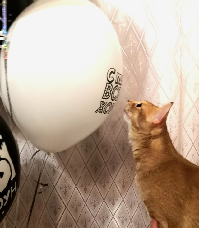 Пропал не в меру коммуникабельный кот. Мог увязаться з?...