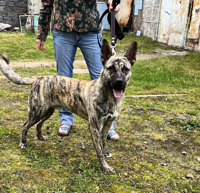 Молодой кобель (1.5 года)
помесь с голландской овчаркой
...