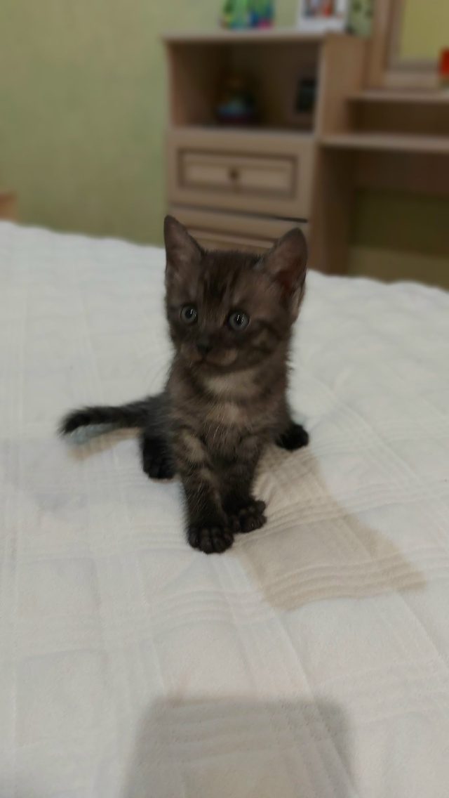 Отдадим котят в добрые руки🙌
1,5 месяца, живут с мамой. ?...