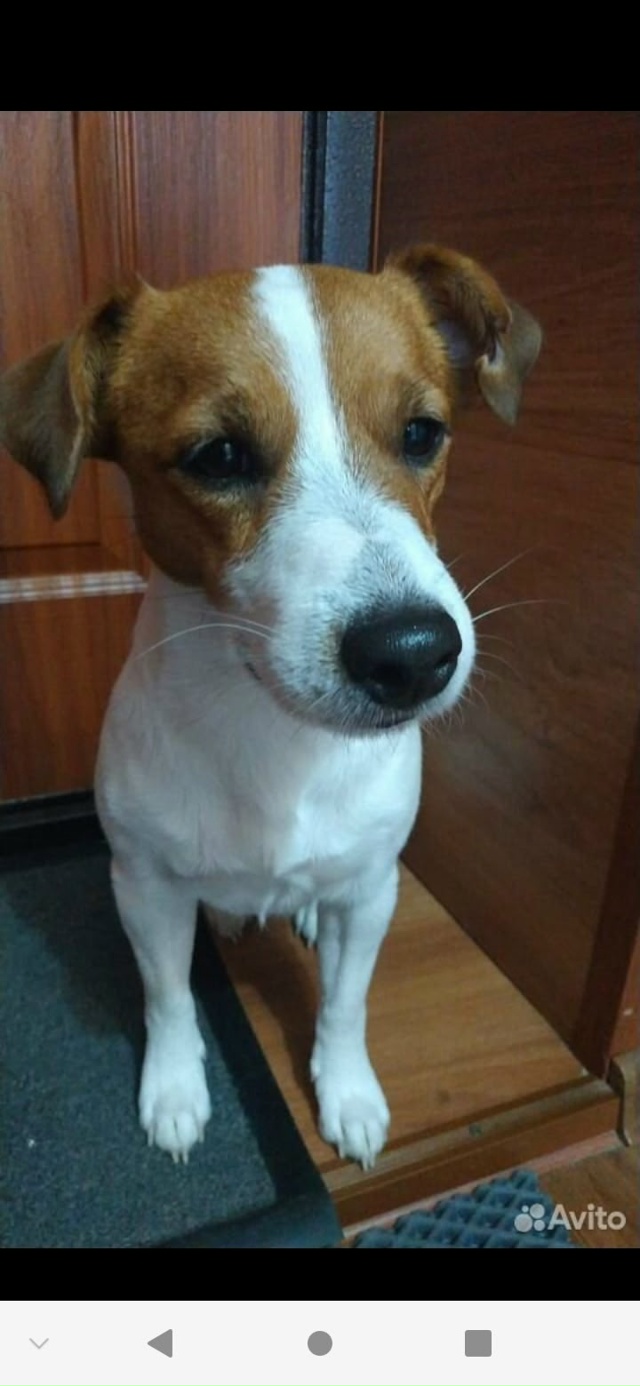 Добрый день! Сегодня 11.10.2025 в лесу во время прогулки пот...