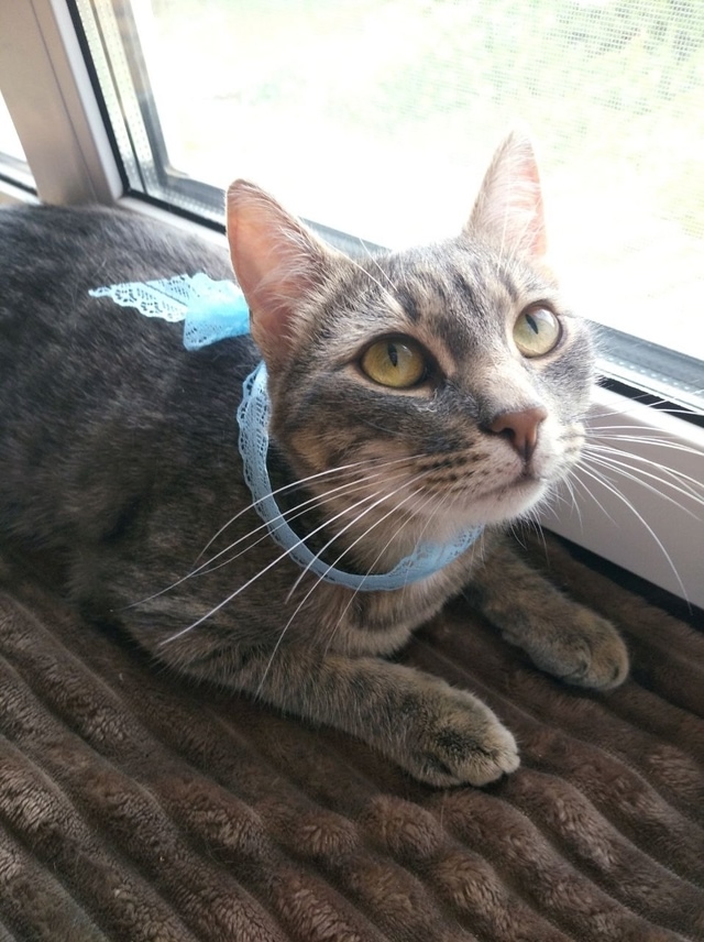 Вы верите в мИссию?💙🥺
Ощущение что этот котик прибы...