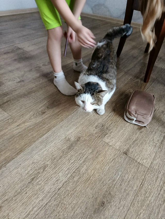 Срочно!!! 08.11 потерялся кот 🐈 в районе Мичурина, может к...