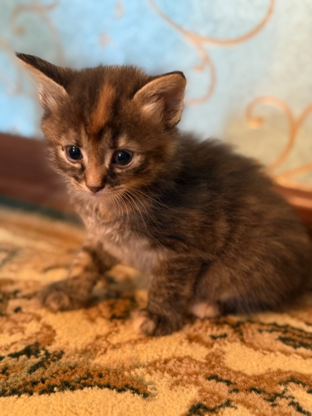Отдадим котят в добрые руки, котятам полтора месяца, ку...