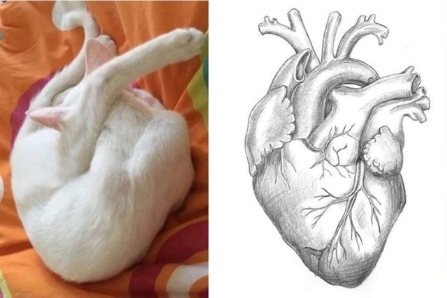 Сердце КОТиста. 100% сходство)