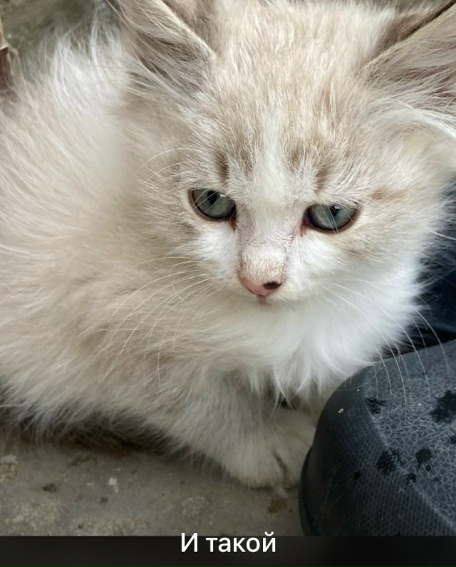 Приблудилось целое семейство и ищет дом ? пол котенко...