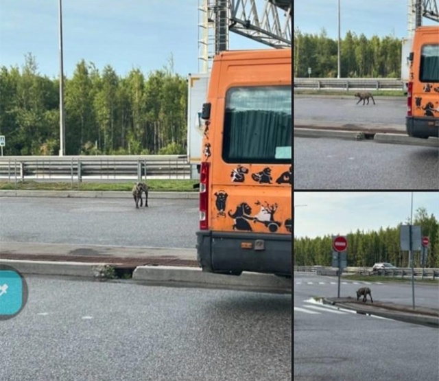 РАЗЫСКИВАЕТСЯ СОБАКА!!!
На М 11 несколько дней назад был...