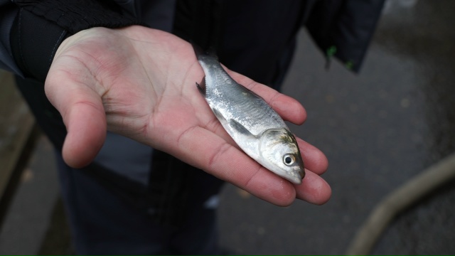 Смоленские атомщики выпустили в Десногорское водохра?...