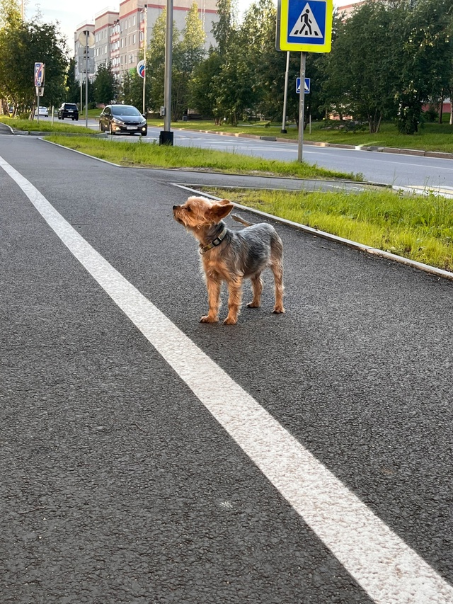 Чей красавчик бегает один ?