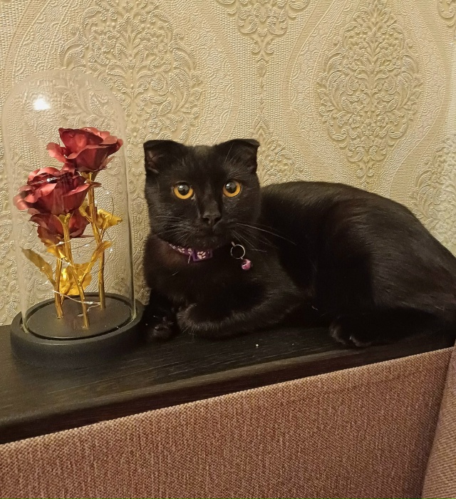 ❗Отдам кошечку в добрые руки❗
Кошечке 7 месяцев, откли...