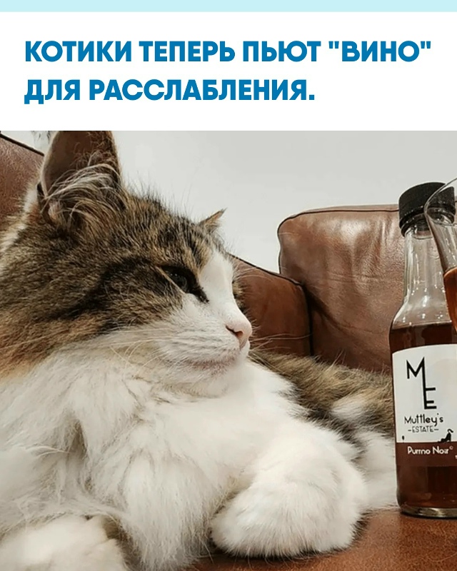 В Новой Зеландии создали специальный напиток для коше?...