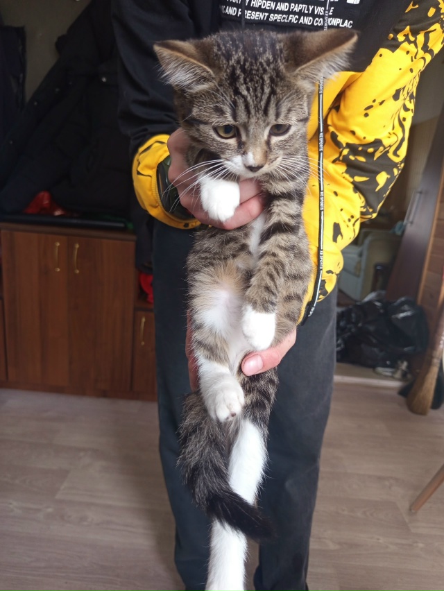 Аноним. Отдадим в хорошие руки два котенка кот и мама к?...