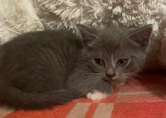 Срочно пристраиваем милых котят в заботливые семьи. Ма...