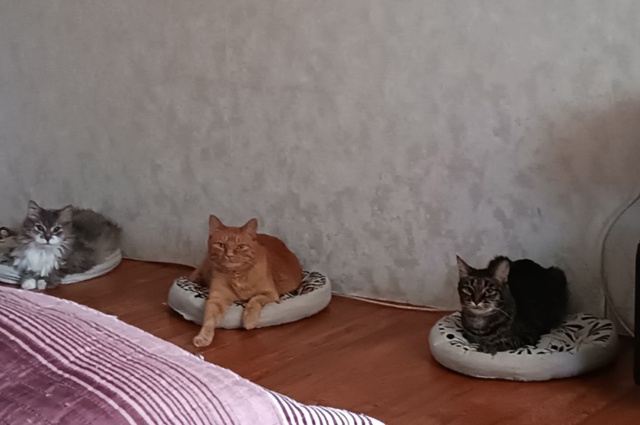Наши любимые Котики😊