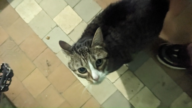 Добрый день! В подъезд забежала кошка, не голодная, оче?...